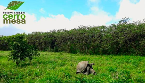 tortuga gigante en el cerro mesa